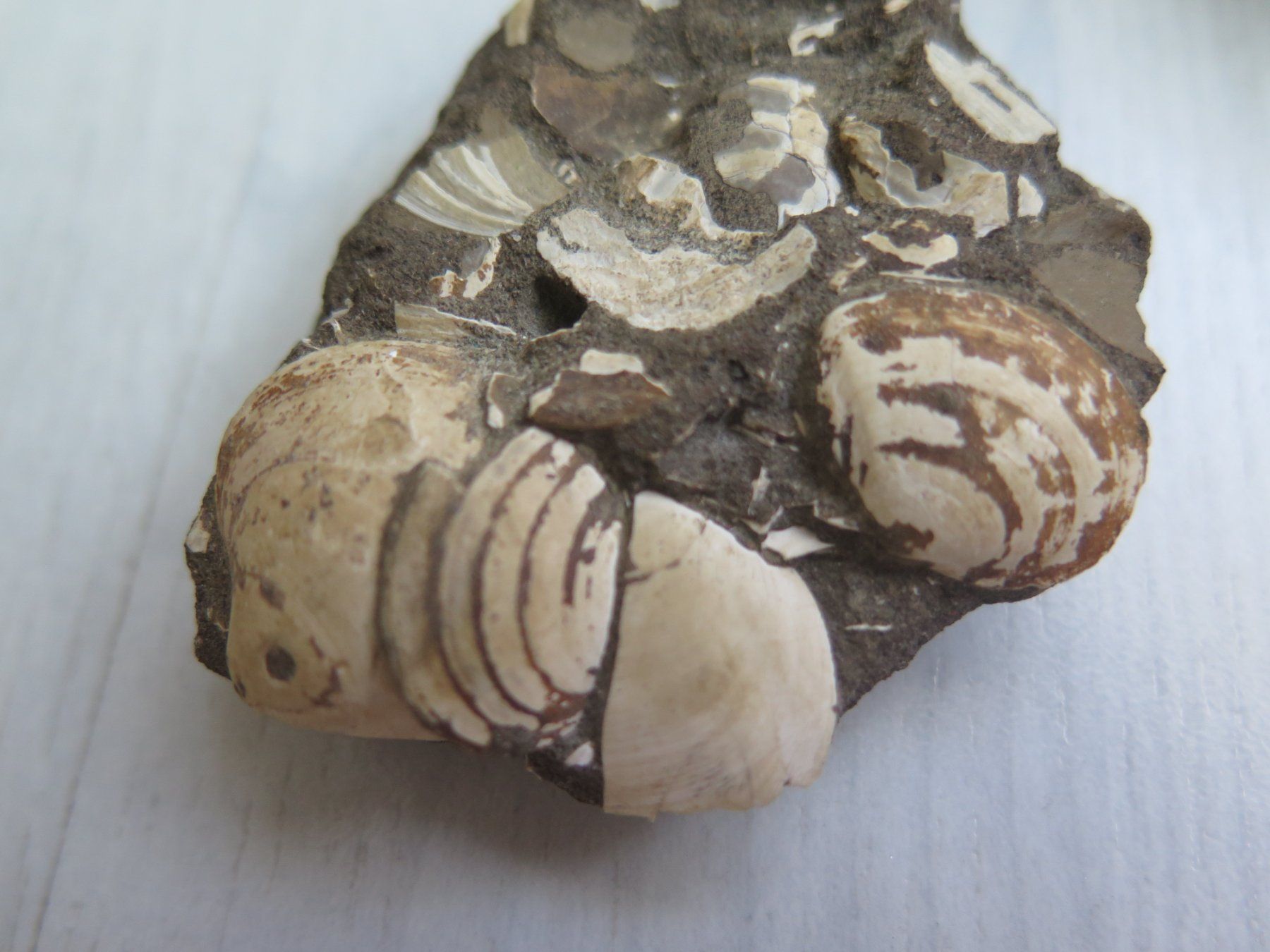 Minéraux & Lithothérapie: Fossil und eine Calcit Stufe – D'occasion à Schaffhausen par Yamakana51L8736OQ8 3