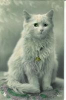 Katze weiss mit grünen Glas Augen  ca. 1910 Motiv