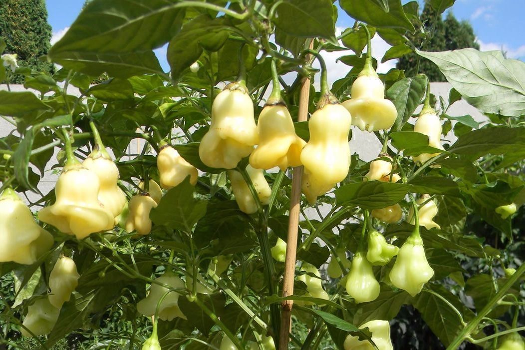 Piante & sementi: 30 Samen AJI WHITE FANTASY Chili – Nuovo (secondo la descrizione) da Ehrendingen venduto da VerveinaSamen 2