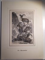 Der Alpensteinbock