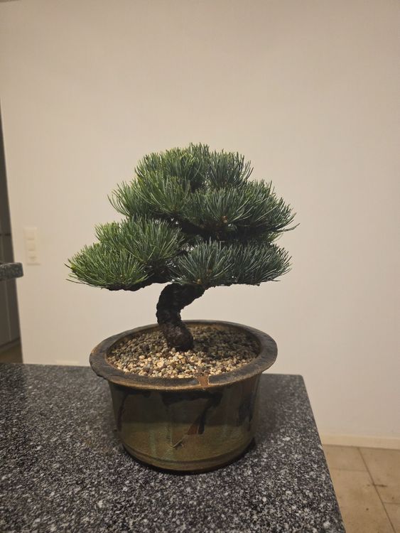 Piante & sementi: Mädchenkiefer Shohin Bonsai – Usato da Oberwangen b. Bern venduto da Hashiramabonsai 1