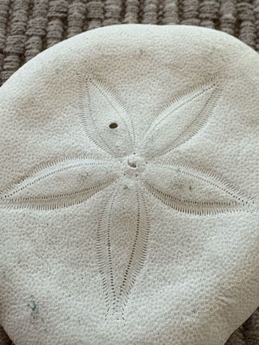 Tutte le decorazioni: 2 Sand Dollar Muscheln – Usato da Rümlang venduto da euqinom16 1