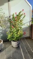 Mandevilla Pflanze mit Topf rot , ca 150cm hoch