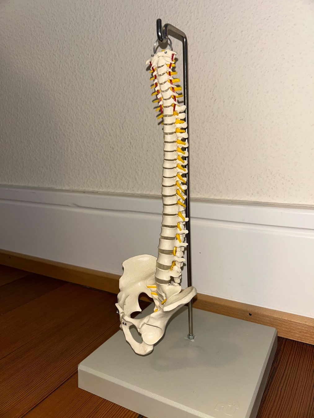 Kit di modellismo & Modellini statici: Anatomisches Wirbelsäulenmodell mit Becken & Nerven – Usato da Zürich venduto da gia_rrm2 1