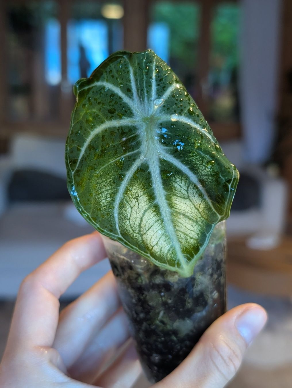 Piante & sementi: Alocasia Ninja White Mutation – Nuovo (secondo la descrizione) da Faulensee venduto da plantmama 1