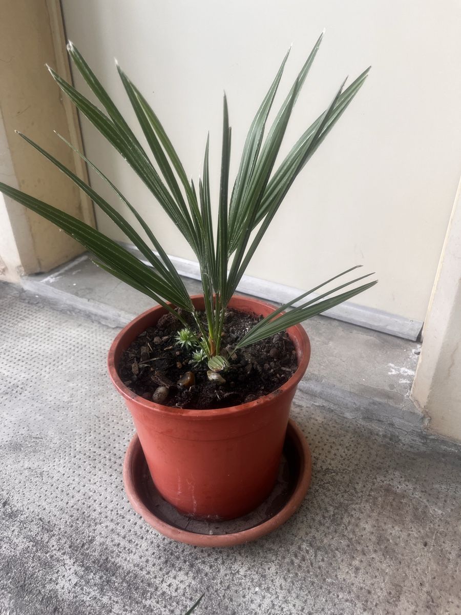Pflanzen & Samen: Trachycarpus Fortunei ca. 3 Jahre, 45 cm – Gebraucht aus Möhlin von mil_h55x 3