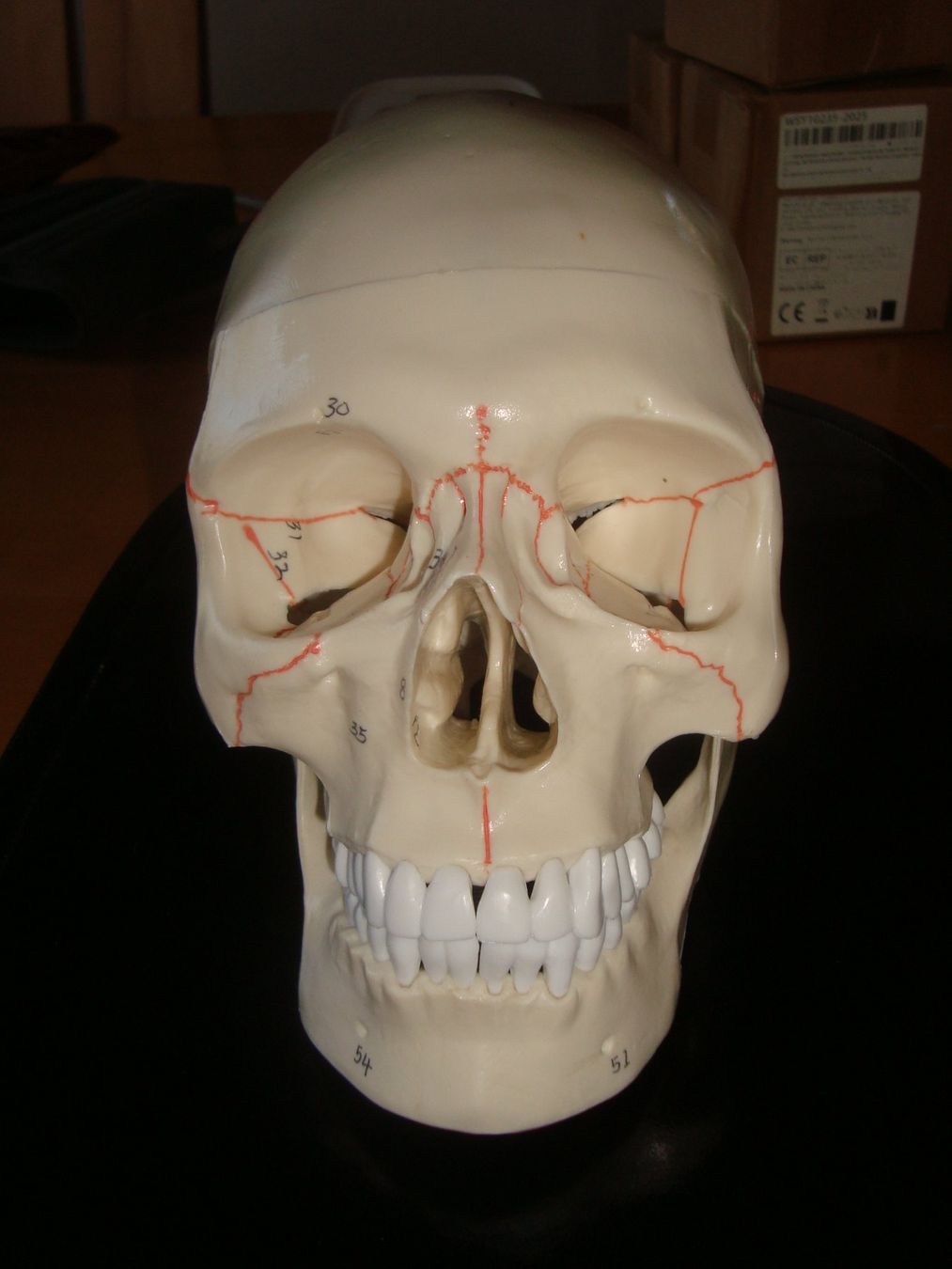 Skulpturen & Statuen: totenkopf – Neu und originalverpackt aus Münsingen von Grabliechtli 1
