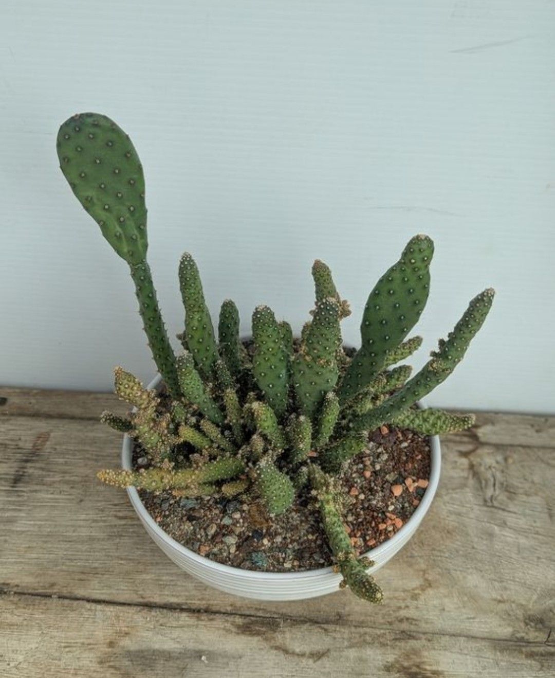 Piante & sementi: Opuntia  – Usato da Comano venduto da che_8lc2 1