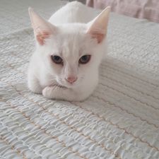Profile image of Enes2