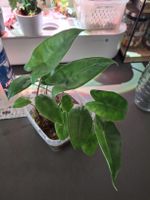 Alocasia Zebrina baby plant (1 plant)