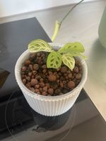 Small Maranta in LECA