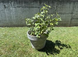 robuste Johannisbeere Stachelbeere
