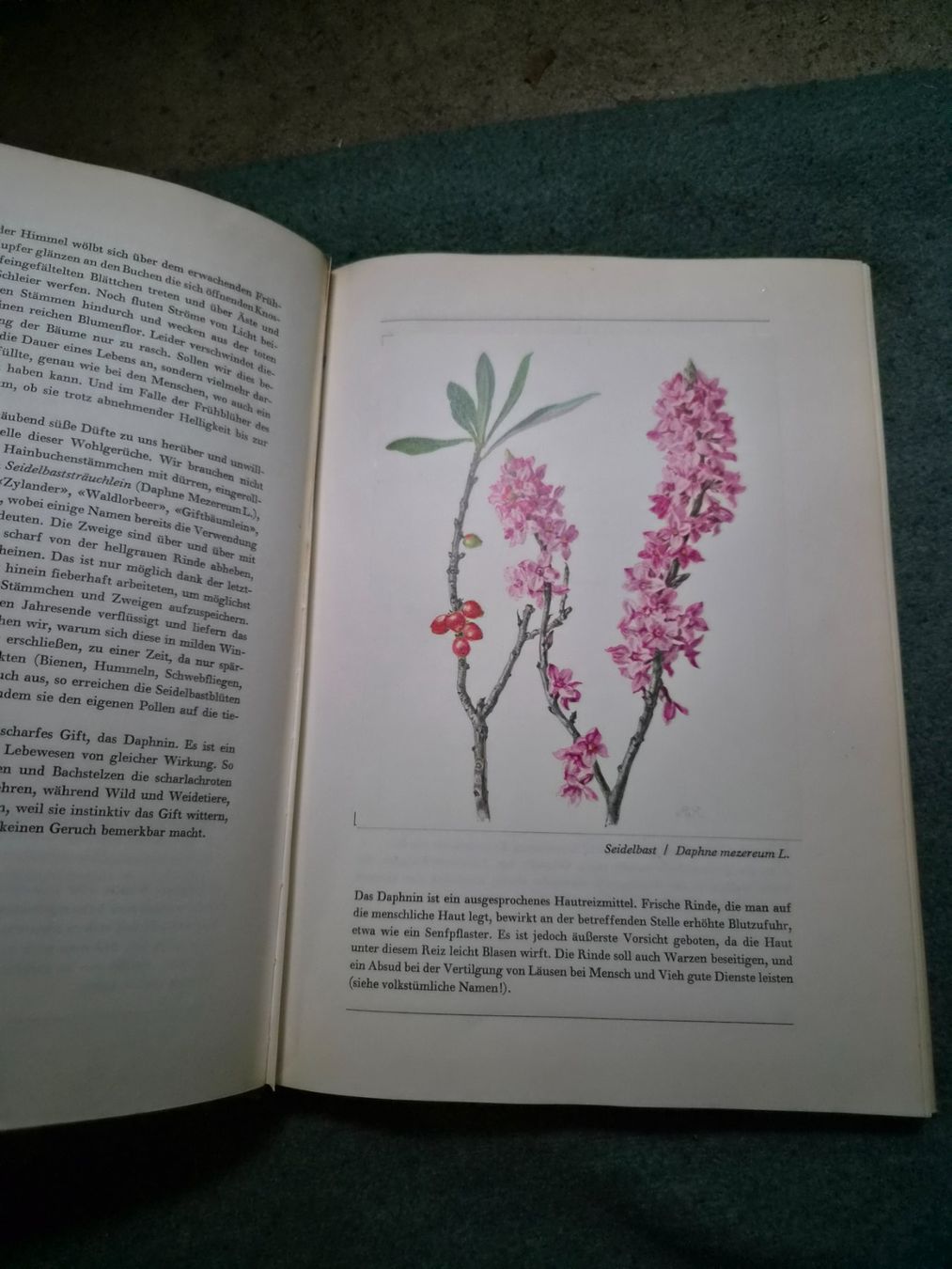 Bücher: Buch Aus unserem Wald – Gebraucht aus Regensdorf von Mischa88 5