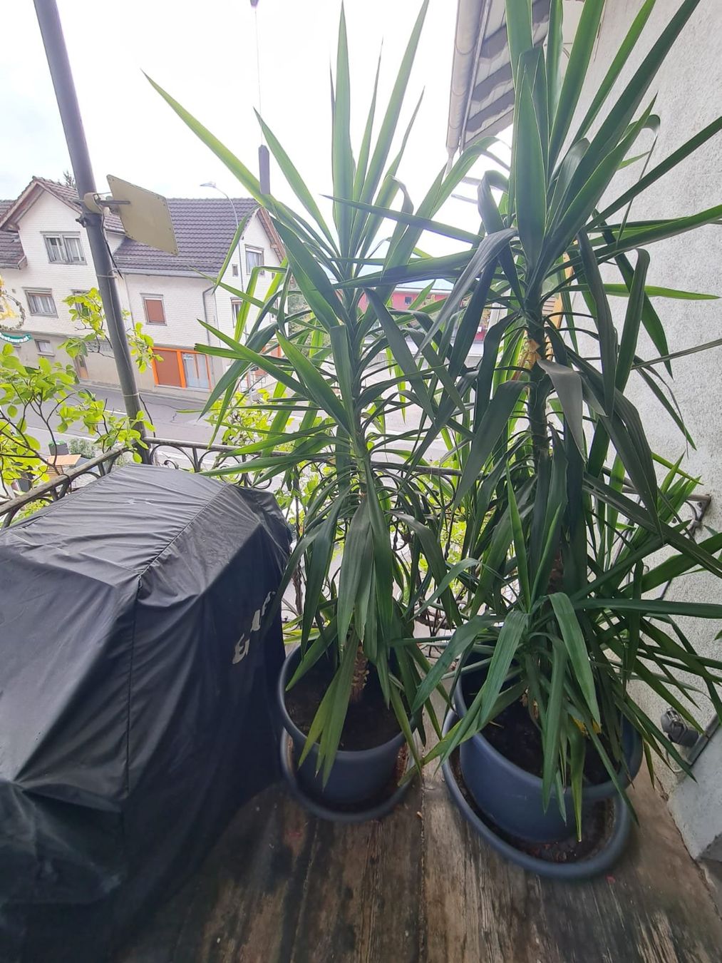 Piante & sementi: Yucca Palmen – Usato da gams venduto da Anbo 1