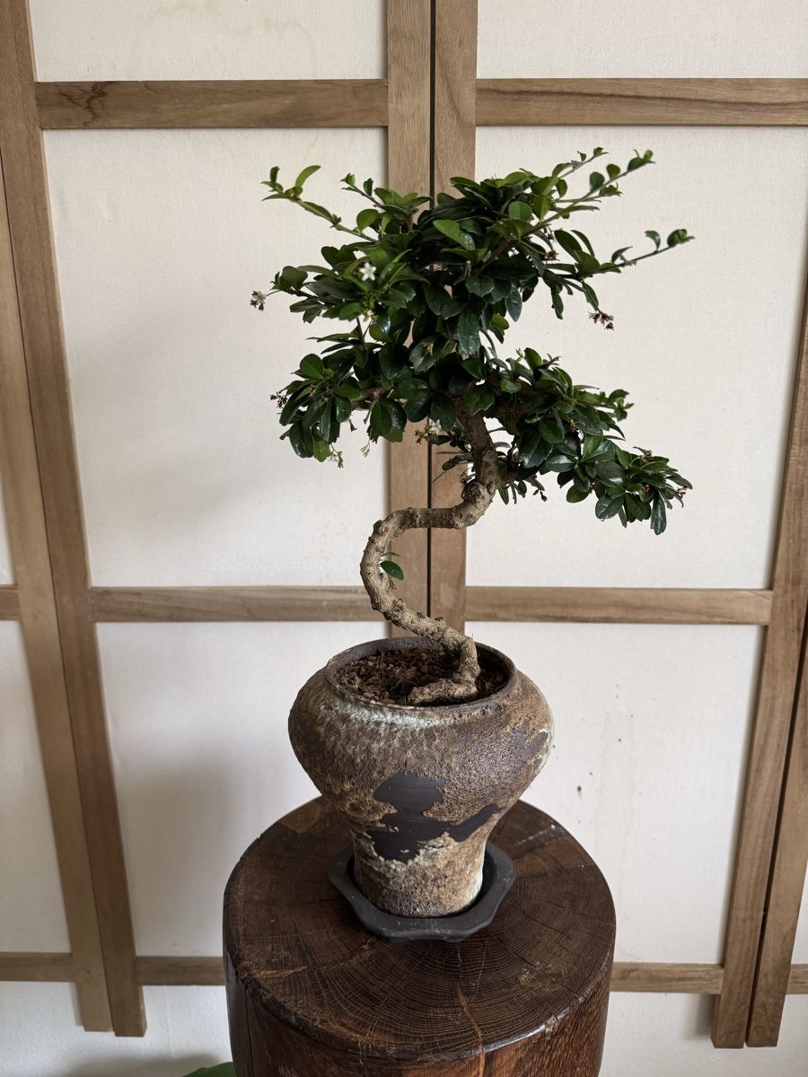 Pflanzen & Samen: Fukientee Bonsai 50cm – Gebraucht aus Rümlang von Gruseh.ch 2