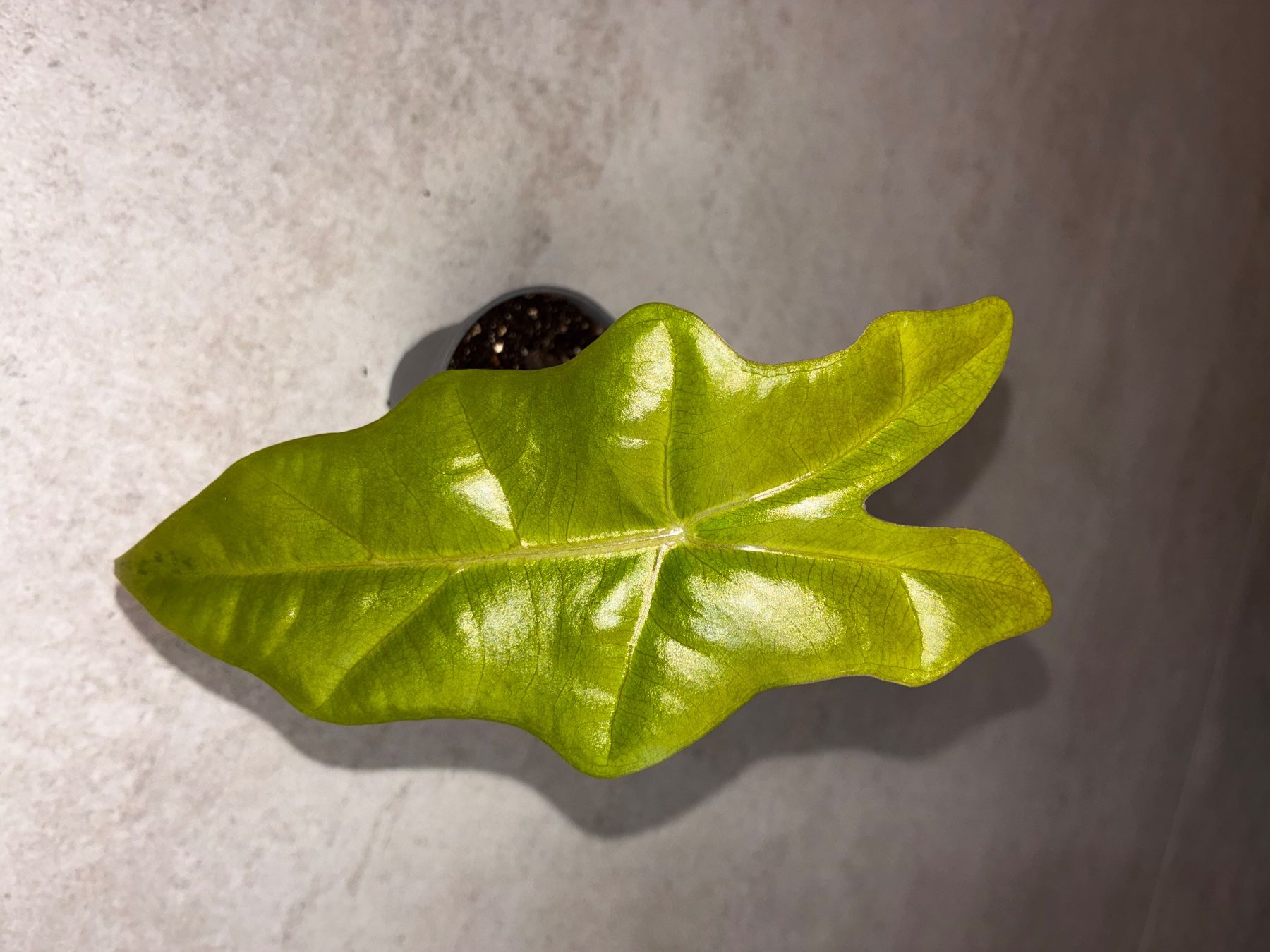 Pflanzen & Samen: Alocasia Pseudo Sanderiana Aurea – Neu (gemäss Beschreibung) aus Alchenflüh von Timmmsen
