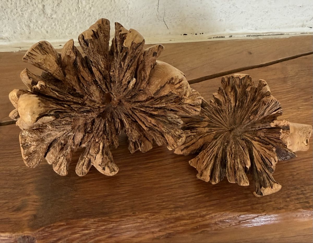 Statuette: 2 grenouilles en bois sculptées à la main – Nuovo (secondo la descrizione) da Les Bayards venduto da aout 3