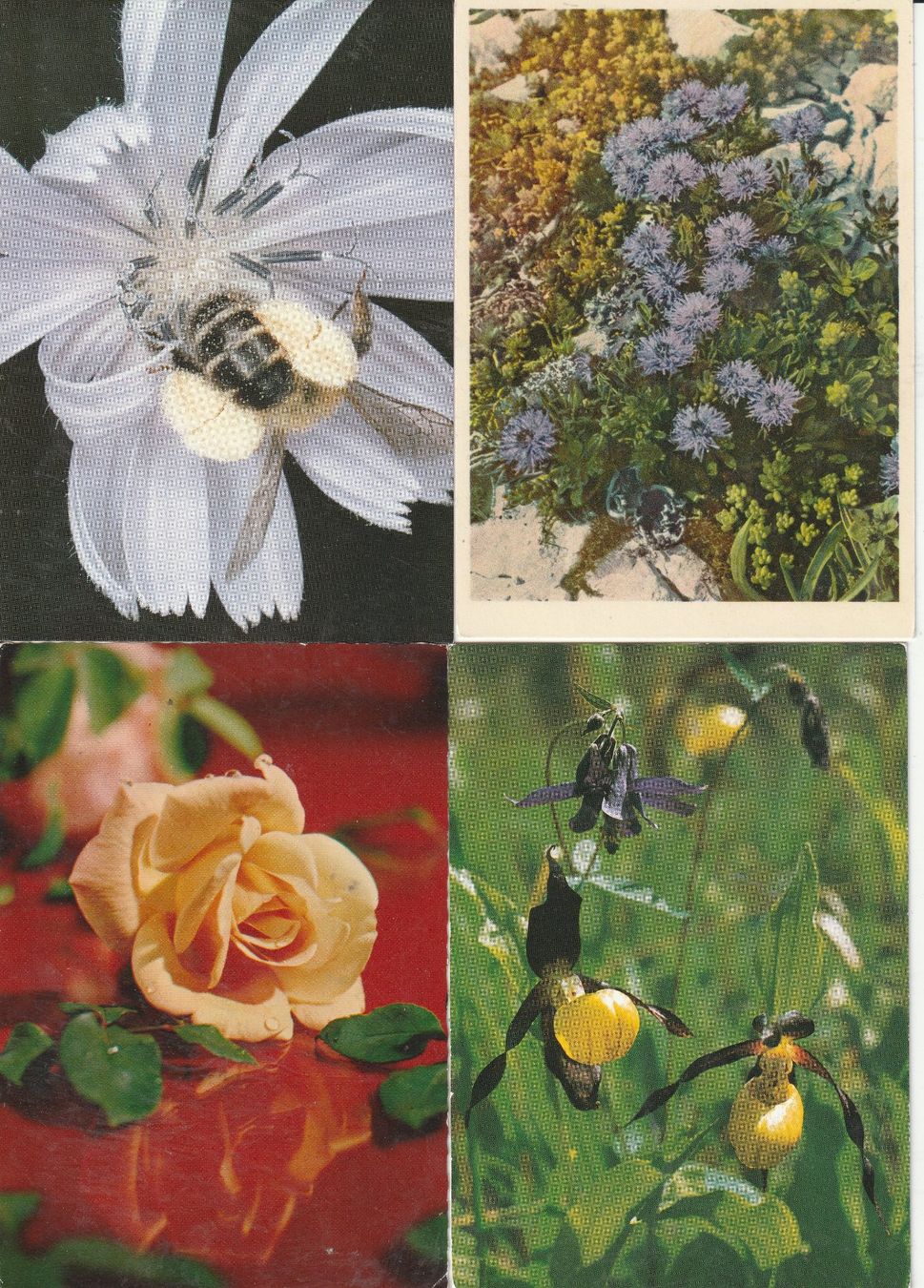Cartes postales: 40 Diverse Blumenkarten – D'occasion à Lumbrein par made02 1