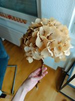 Hortensie getrocknet, Trockenblumen