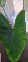 🤩Alocasia Zebrina Rhizom 
