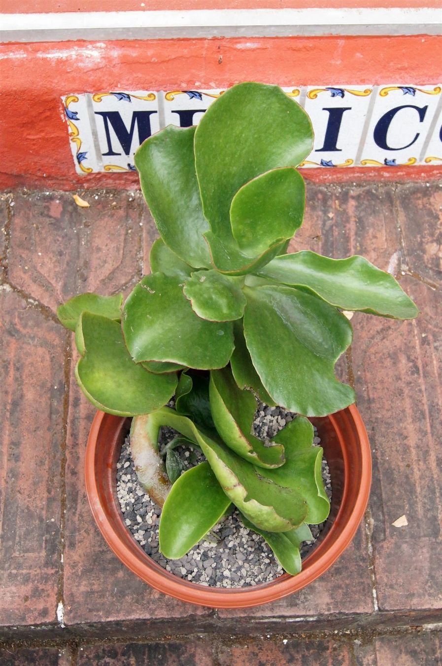 Plantes & graines: Cotyledon orbiculata – Neuf (Voir description) à Geroldswil par botanicals 2