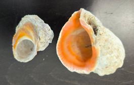 Dekorative Muscheln, zwei Stück, spezielle Farbe, Sommer