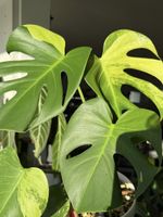 Monstera Thrasher Sport | Green expressing (GoG-mint)