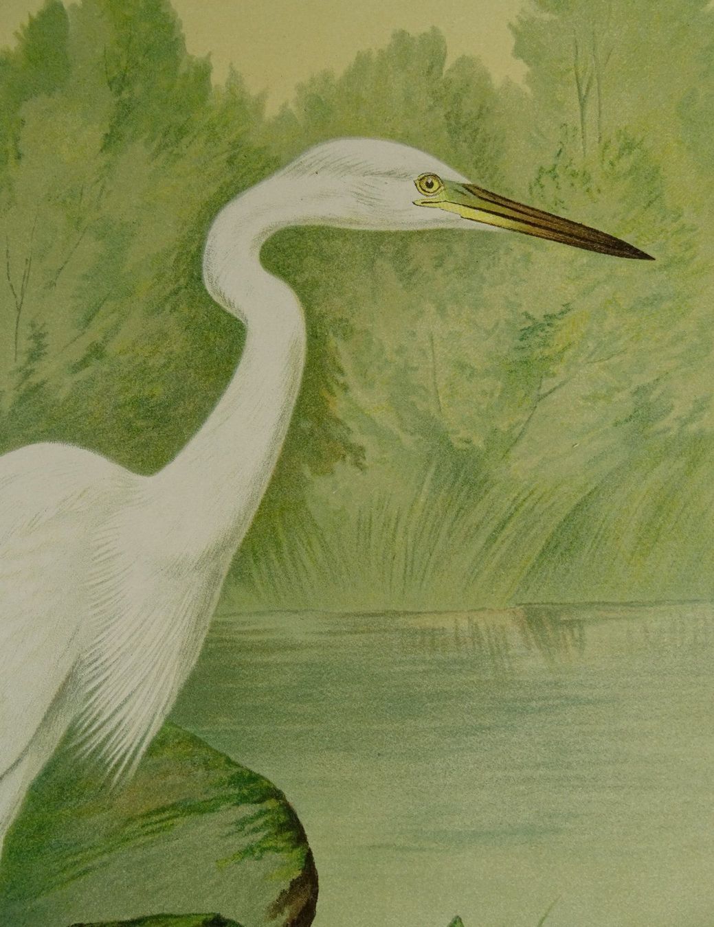 Grafica & Litografie: SILBERREIHER, CHROMOLITHOGRAPHIE UM 1900 – Usato da Grüningen venduto da Kartensammler 4