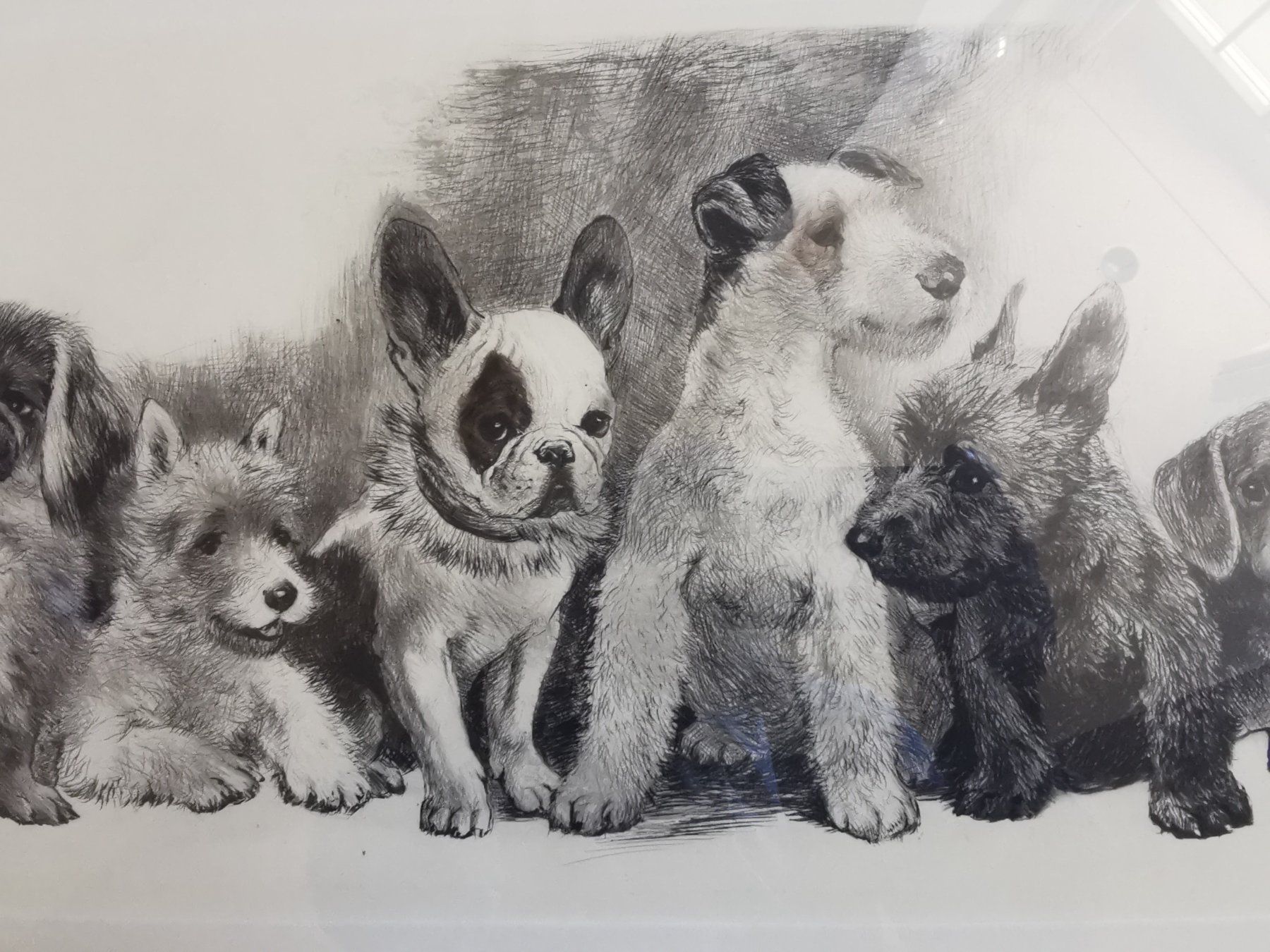 Grafica & Litografie: Hundewelpen, Original-Radierung von Kurt Meyer-Eberhardt – Usato da Dübendorf venduto da aschiduebendorf 2