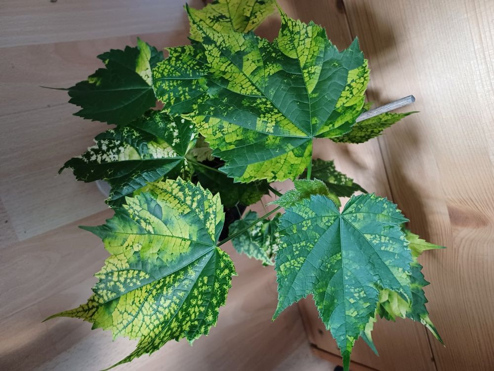 Zimmerlinde variegata Kaufen auf Ricardo