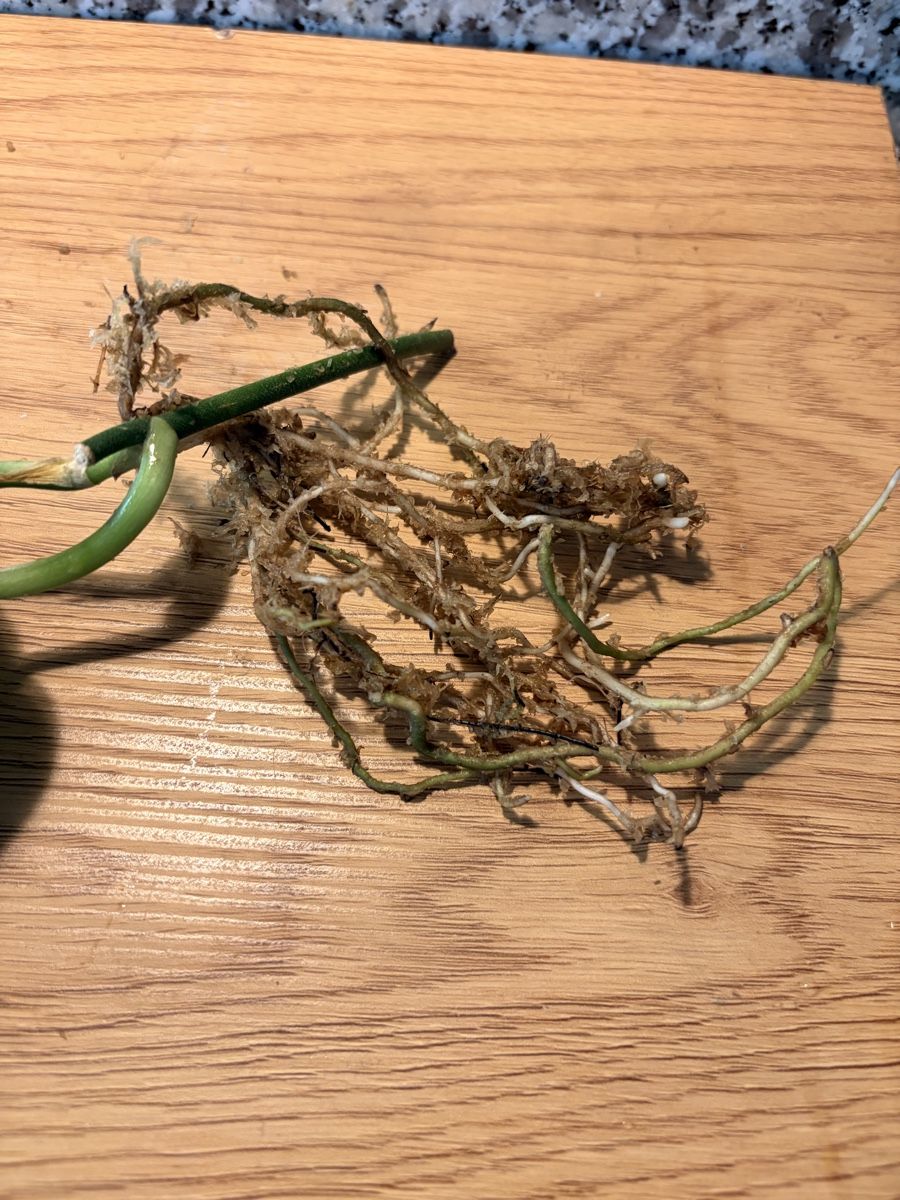 Plantes & graines: Scindapsus bakunawa variegated – D'occasion à Kaiseraugst par dka_b97z 2