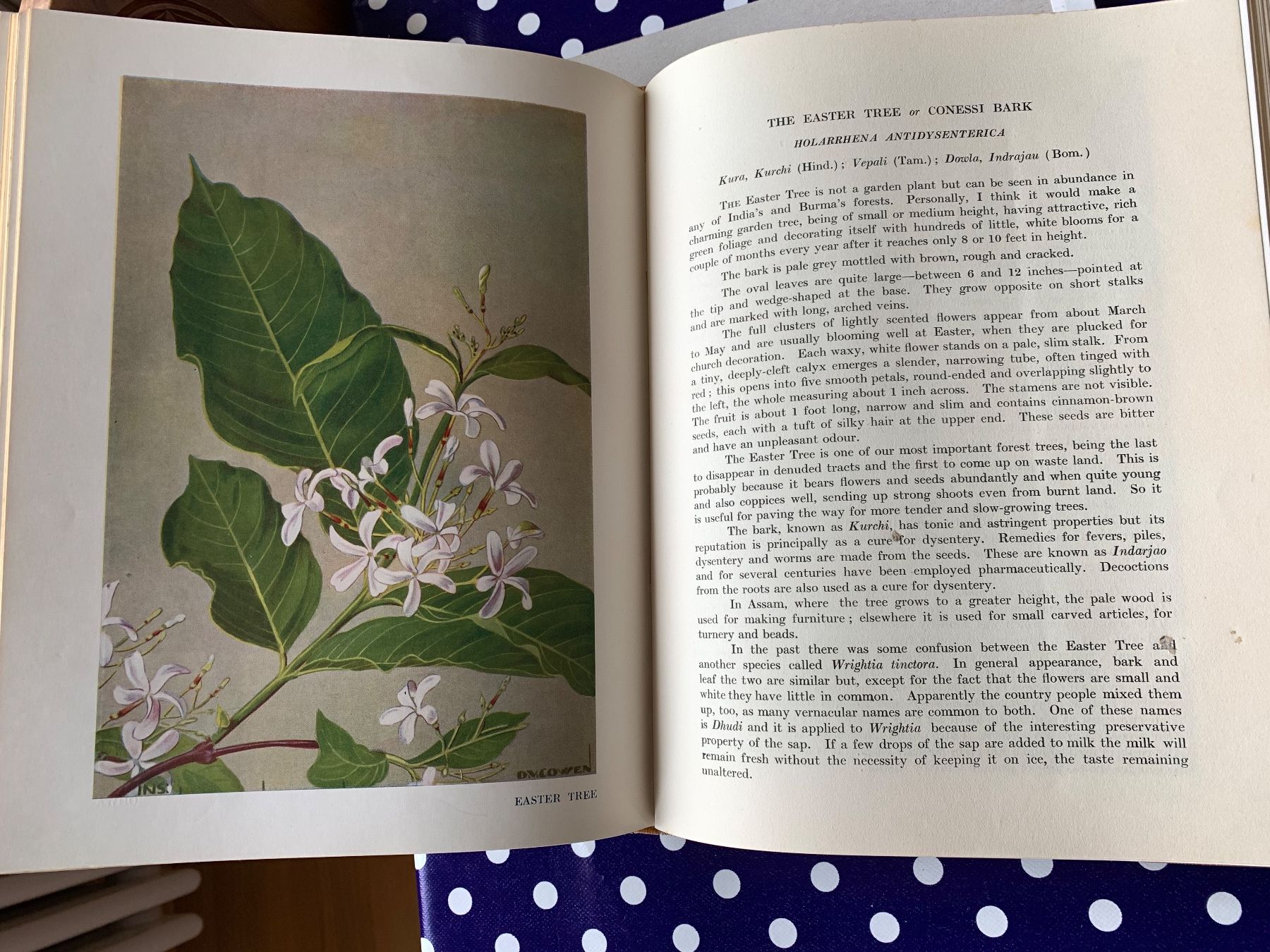 Libri: Flowering Trees ans Shrubs in India von 1950 – Usato da Basel venduto da Akinom50 7