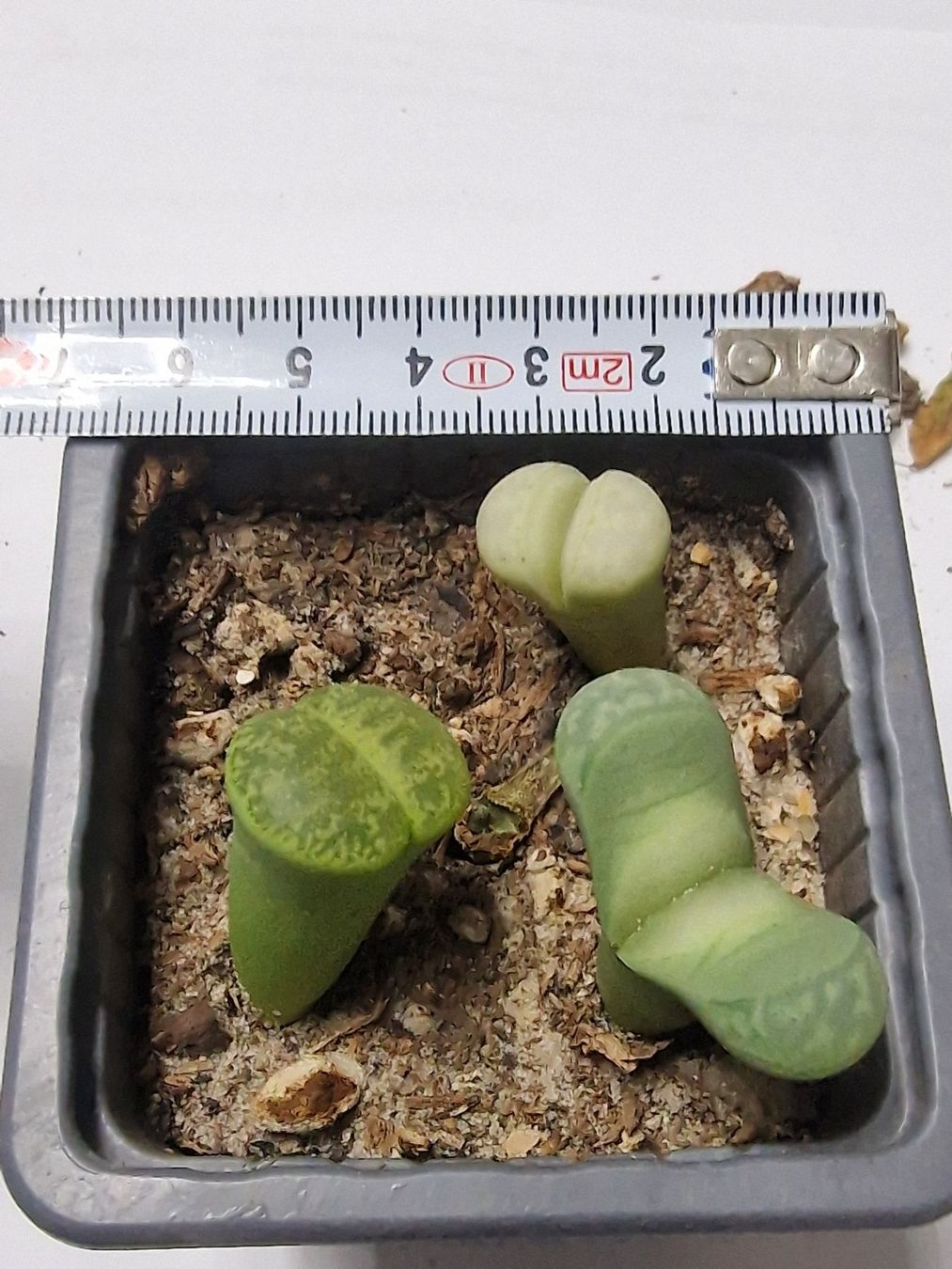 Piante & sementi: Lithops Mix, Lebende Steine, 3 Stück – Usato da Uerkheim venduto da Justi.y 1