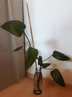 Junge Red Emerald Philodendron Pflanze im Glas, mit Wurzeln