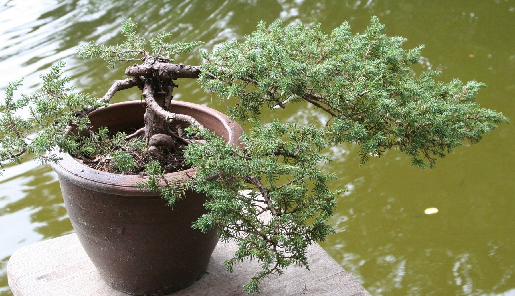 Plantes & graines: BONSAI  -  Kriechwacholder – D'occasion à Gretzenbach par Sikim 2
