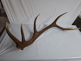 Hirsch Abwurfstange 85 cm