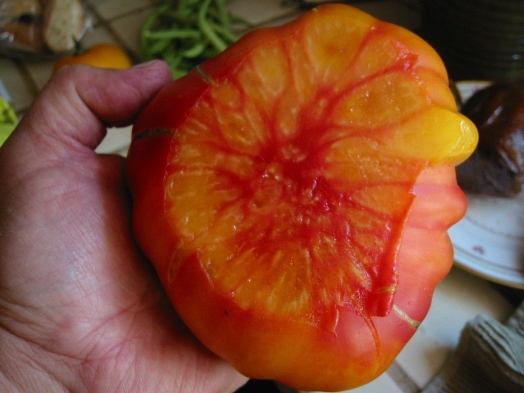 Piante & sementi: 30 Samen OLD GERMAN Tomate Alte Sorte – Nuovo (secondo la descrizione) da Ehrendingen venduto da VerveinaSamen 1