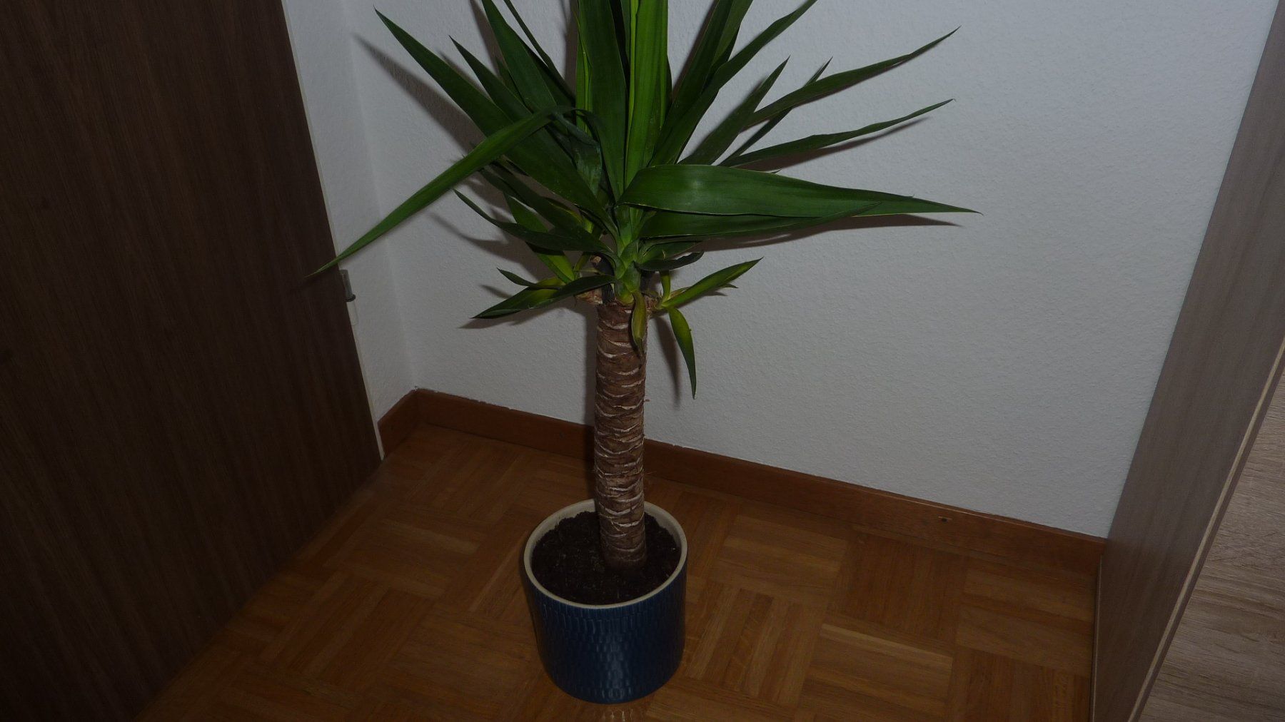 Pflanzen & Samen: yucca palme – Neu (gemäss Beschreibung) aus Füllinsdorf von pmarkus