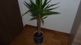 yucca palme