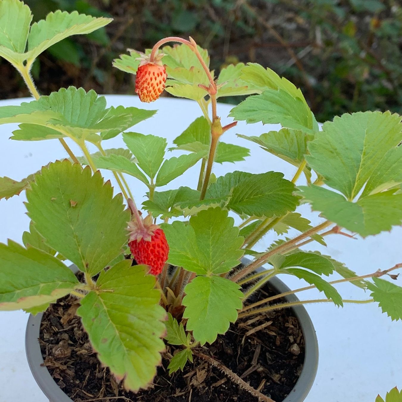 Plantes & graines: Walderdbeere / Pflanze – Neuf (Voir description) à Hinteregg par ERFOLG78