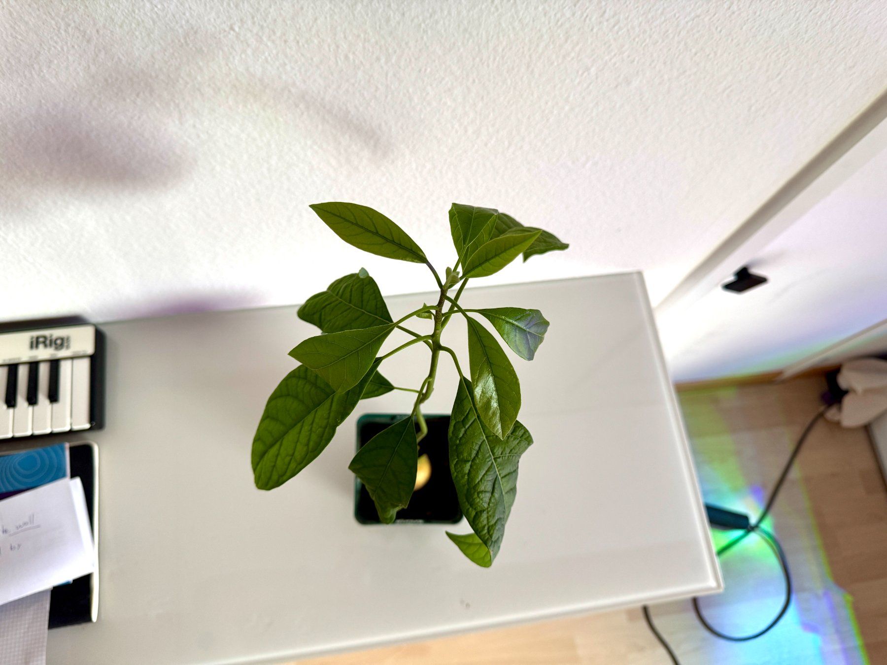 Piante & sementi: Avocado Baum (wiggle trunk) – Usato da Schlieren venduto da Edgar_k 1