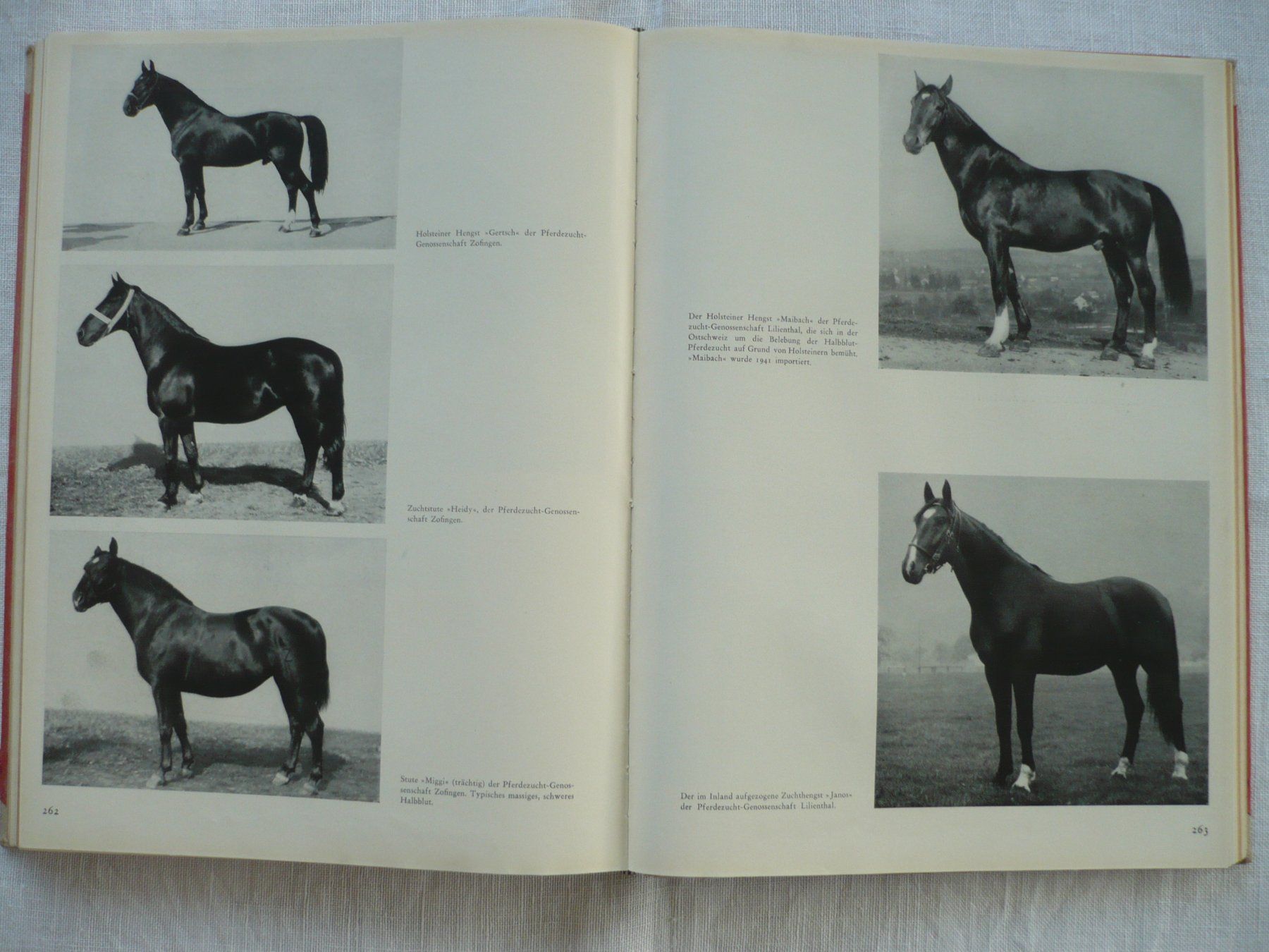 Bücher: Schweizer Pferdebuch 1944 – Gebraucht aus Zürich von saltandpepper008 8