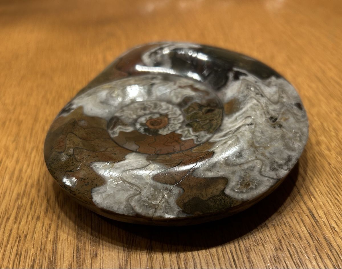 Fossili: Ammonit Fossil – Usato da Lengnau AG venduto da m5f1r9 1