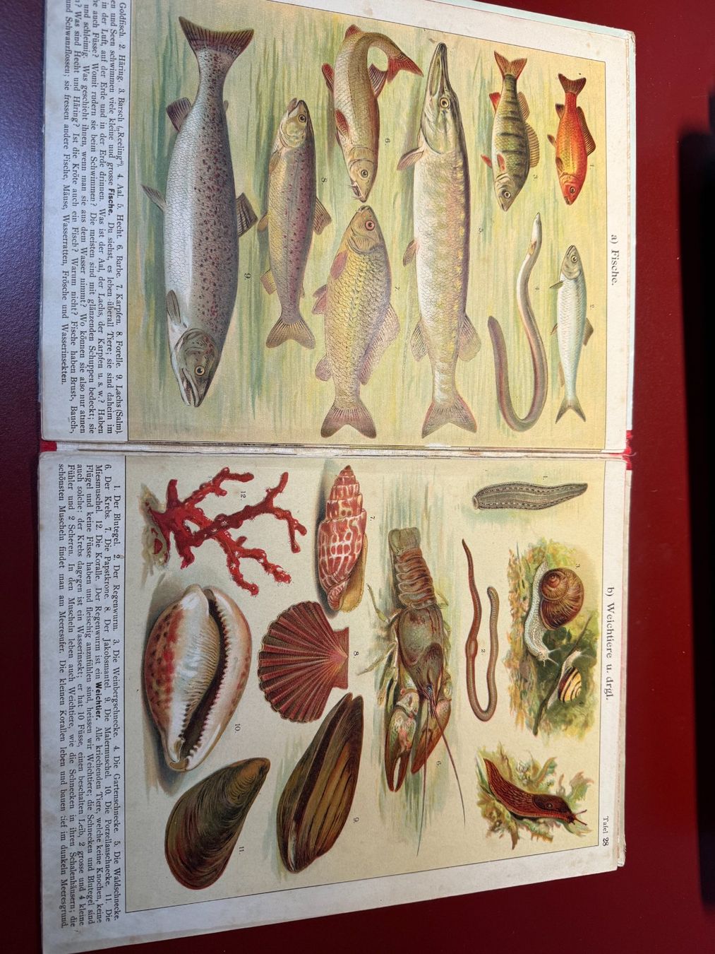 Libri: J. Staub's Bilderbuch Band 1, 2, 3, 4 – Usato da Schmerikon venduto da lis_lj2v 9