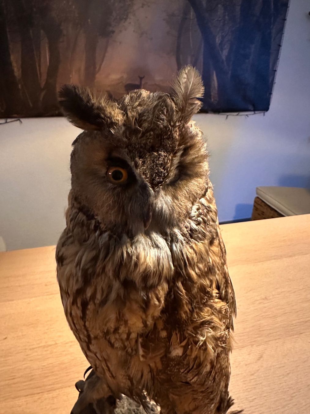 Il mondo degli animali: Präparierte Waldohreule – Usato da Arboldswil venduto da Rhacodactylus 1
