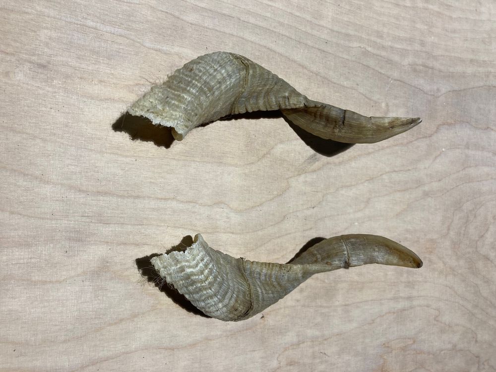 Hörner 21 Stk. | Kaufen auf Ricardo