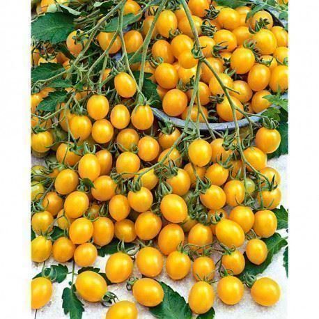 Pflanzen & Samen: Tomate cerise "mille fleurs" 20g – Neu (gemäss Beschreibung) aus Bremblens von FIBONACCI369 2