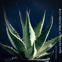 Agave Gentryi - TOP robust & winterhart für viel Sonne