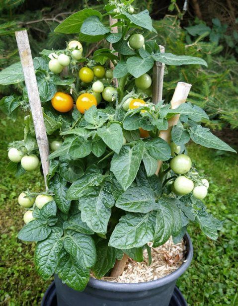 Piante & sementi: TOPF -Cocktail TOMATE Aztek /Gelb / 5 Samen – Nuovo (secondo la descrizione) da Hinteregg venduto da ERFOLG78 1