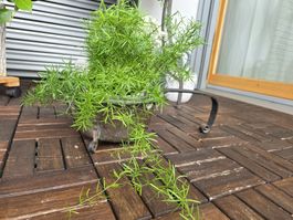 Antiker Kupfertopf, Pflanztopf, Dekotopf, Shabby Chic